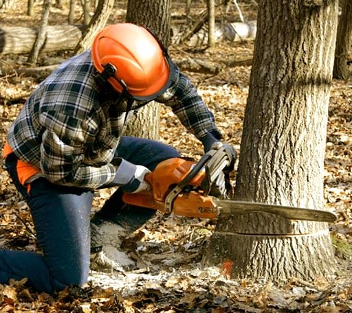 Tree Removal in Effie, MN